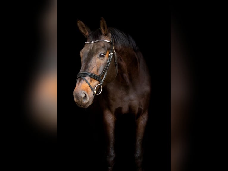 Württemberger Wallach 14 Jahre 170 cm Schwarzbrauner in Schwäbisch Hall