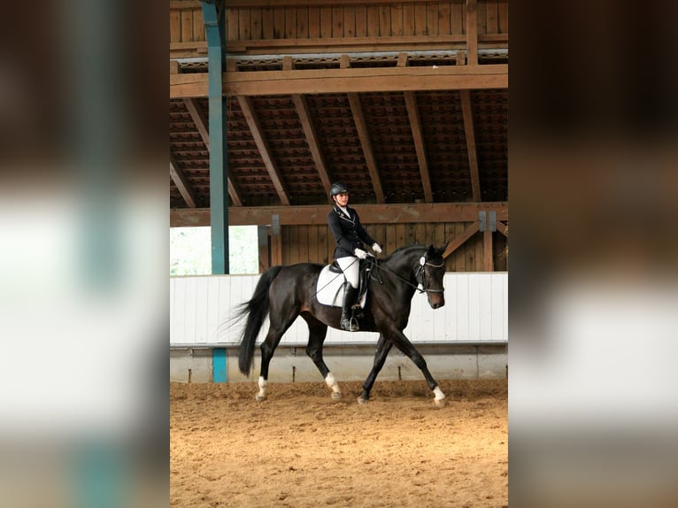 Württemberger Wallach 14 Jahre 170 cm Schwarzbrauner in Schwäbisch Hall