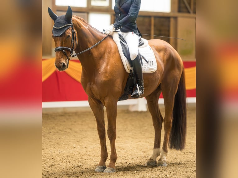 Württemberger Wallach 14 Jahre 172 cm Fuchs in Donaueschingen