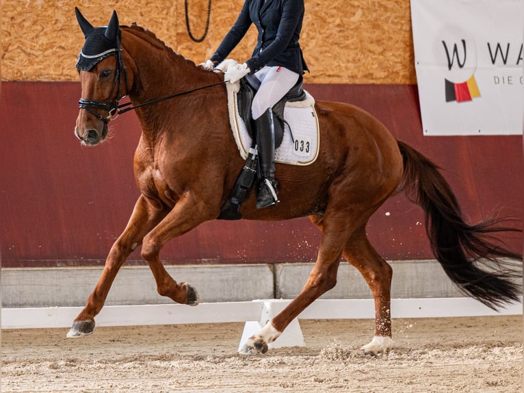 Württemberger Wallach 14 Jahre 172 cm Fuchs in Donaueschingen