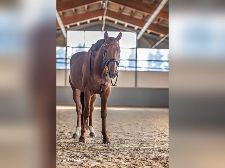 Württemberger Wallach 14 Jahre 172 cm Fuchs in Donaueschingen