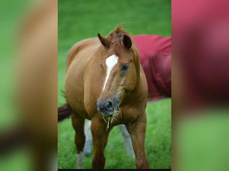 Württemberger Wallach 14 Jahre 174 cm Fuchs in Hattingen