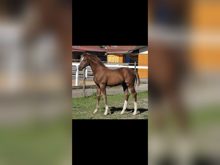 Württemberger Wallach 14 Jahre 174 cm Fuchs in Hattingen