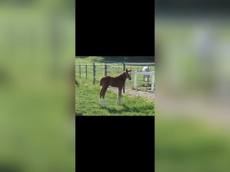 Württemberger Wallach 14 Jahre 174 cm Fuchs in Hattingen
