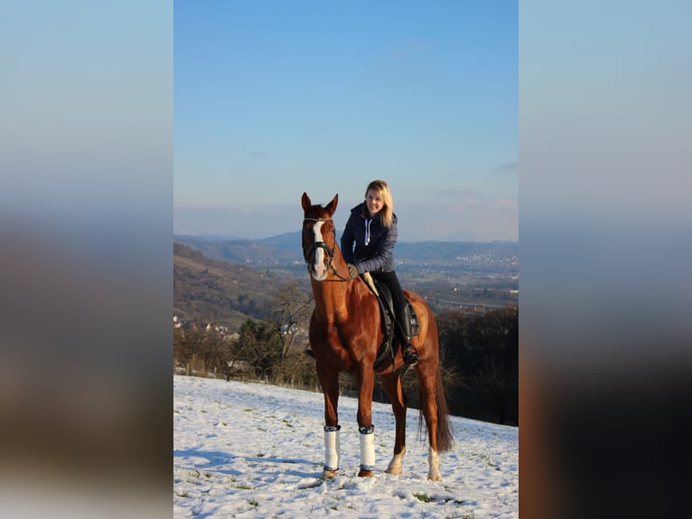 Württemberger Wallach 14 Jahre 174 cm Fuchs in Schorndorf