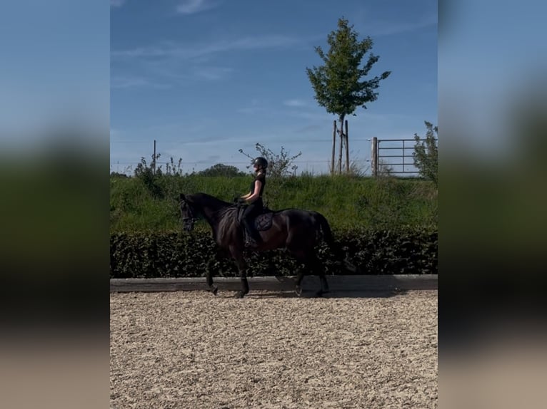 Württemberger Wallach 14 Jahre 179 cm Rappe in Donzdorf