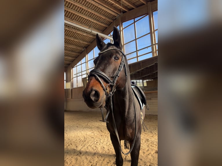 Württemberger Wallach 14 Jahre Dunkelbrauner in Niederstotzingen