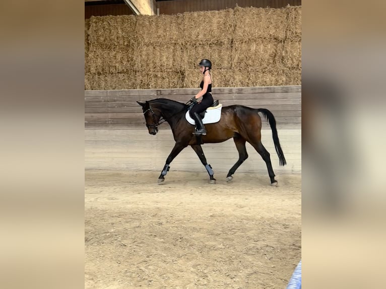 Württemberger Wallach 14 Jahre Dunkelbrauner in Niederstotzingen