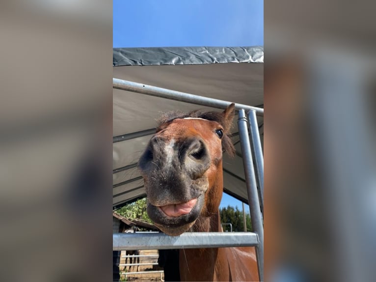 Württemberger Mix Wallach 15 Jahre 163 cm Brauner in Zimmern ob Rottweil