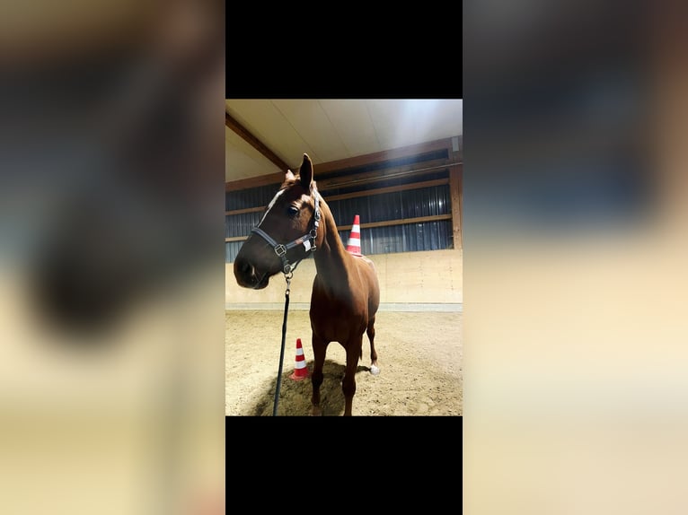 Württemberger Wallach 15 Jahre 165 cm Fuchs in Marbach am Neckar