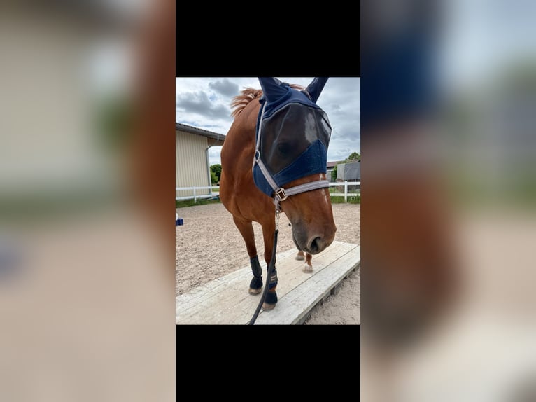 Württemberger Wallach 15 Jahre 165 cm Fuchs in Marbach am Neckar