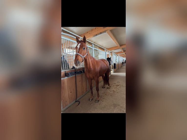 Württemberger Wallach 15 Jahre 165 cm Fuchs in Marbach am Neckar