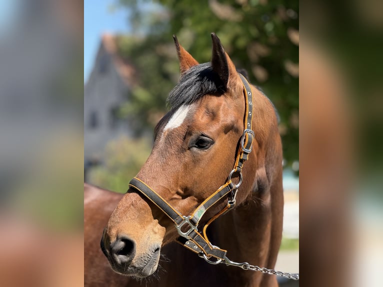 Württemberger Wallach 15 Jahre 168 cm Brauner in Mainbernheim