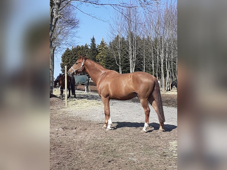 Württemberger Wallach 15 Jahre 168 cm Fuchs in Sch&#xF6;mberg