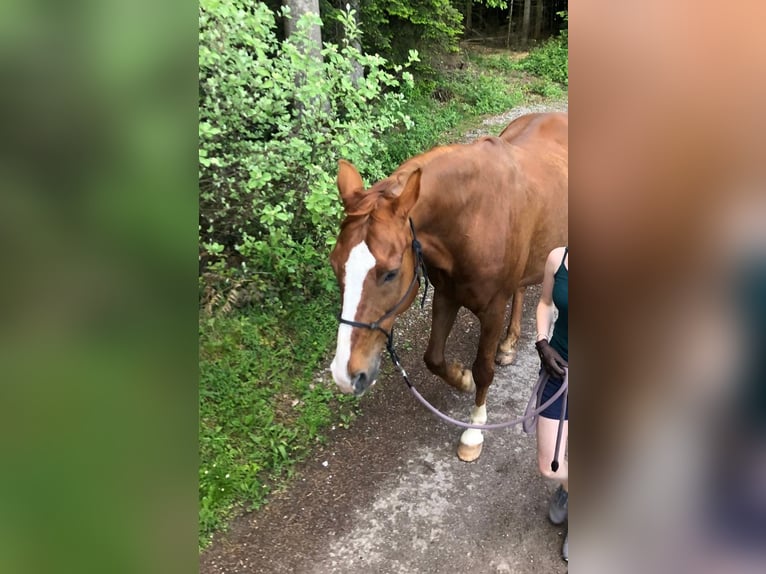 Württemberger Wallach 15 Jahre 168 cm Fuchs in Sch&#xF6;mberg