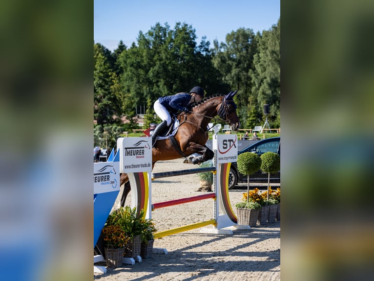 Württemberger Wallach 15 Jahre 168 cm Hellbrauner in Trittau