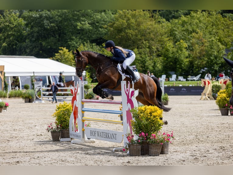 Württemberger Wallach 15 Jahre 168 cm Hellbrauner in Trittau