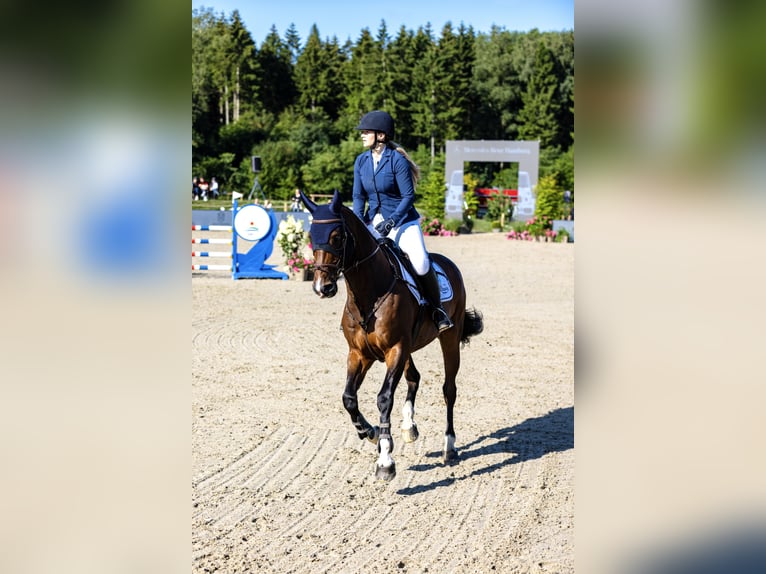 Württemberger Wallach 15 Jahre 168 cm Hellbrauner in Trittau
