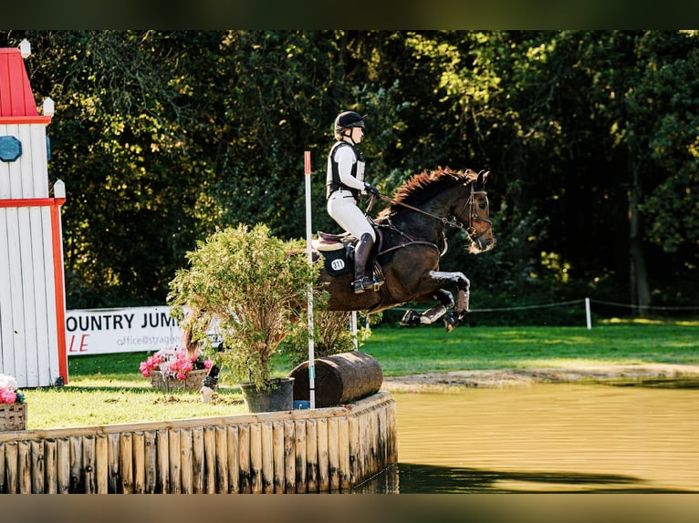 Württemberger Wallach 15 Jahre 168 cm Hellbrauner in Trittau