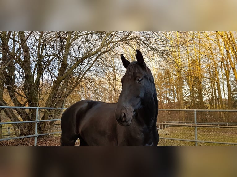 Württemberger Wallach 15 Jahre 168 cm Rappe in Bad Waldsee