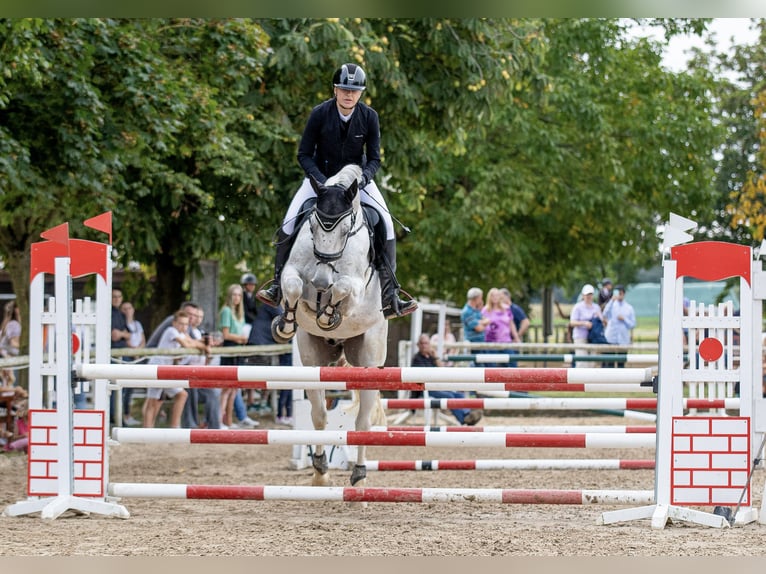 Württemberger Wallach 15 Jahre 168 cm Schimmel in Nidda