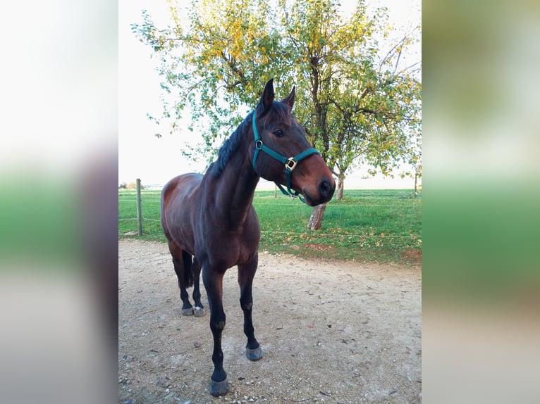 Württemberger Wallach 15 Jahre 171 cm Brauner in Steinheim am Albuch