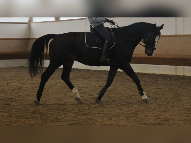Württemberger Wallach 15 Jahre 172 cm Schwarzbrauner in Thierhaupten