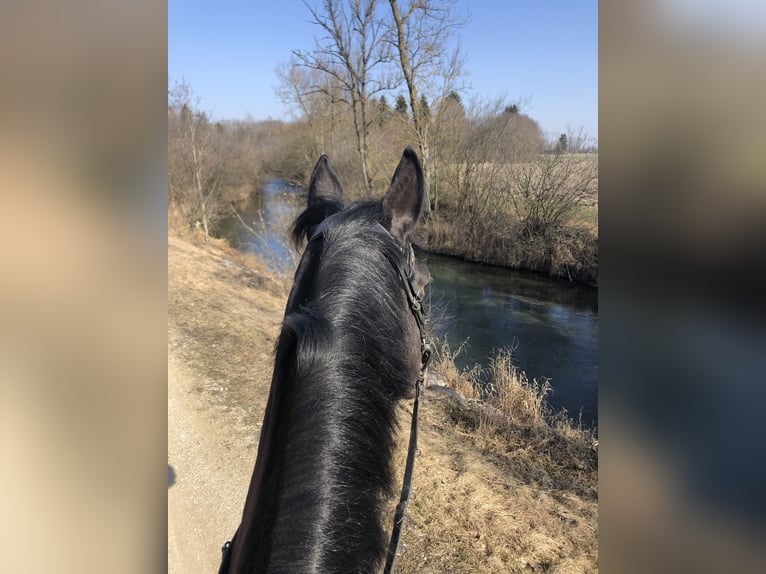 Württemberger Wallach 15 Jahre 172 cm Schwarzbrauner in Thierhaupten