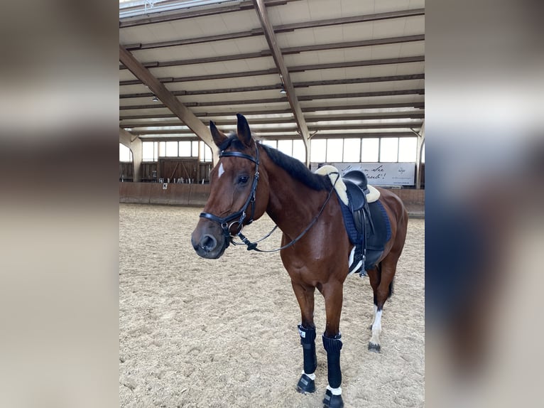 Württemberger Wallach 15 Jahre 175 cm Brauner in Bietigheim-Bissingen