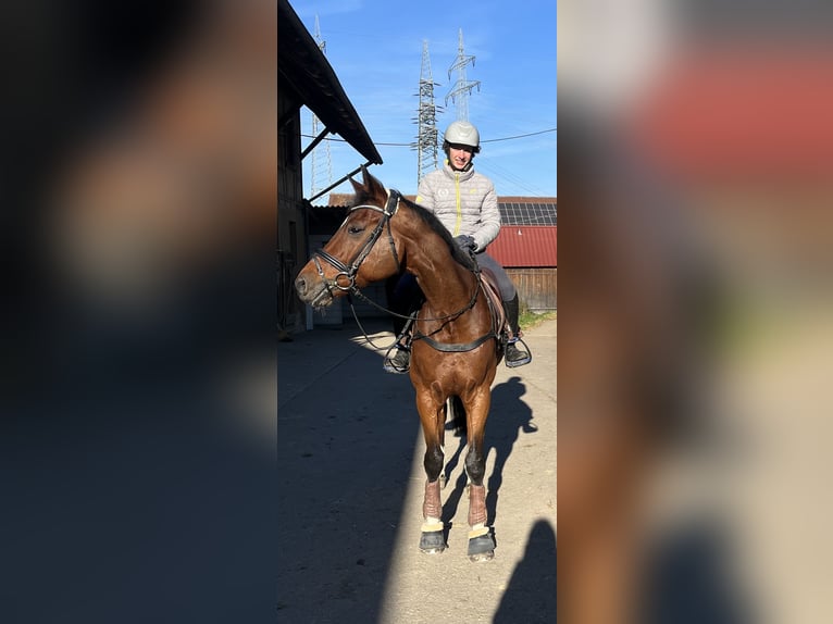 Württemberger Wallach 15 Jahre 175 cm Brauner in Bietigheim-Bissingen