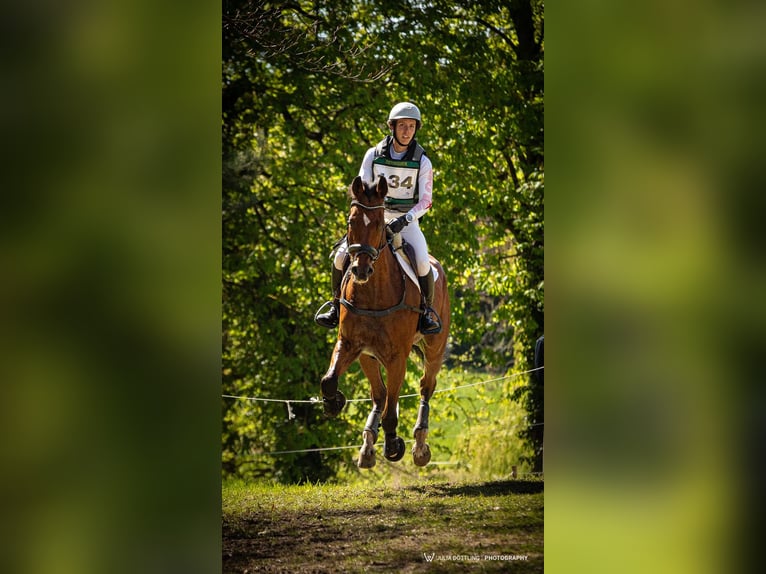 Württemberger Wallach 15 Jahre 175 cm Brauner in Bietigheim-Bissingen