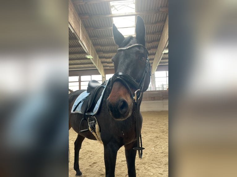 Württemberger Wallach 15 Jahre Dunkelbrauner in Niederstotzingen