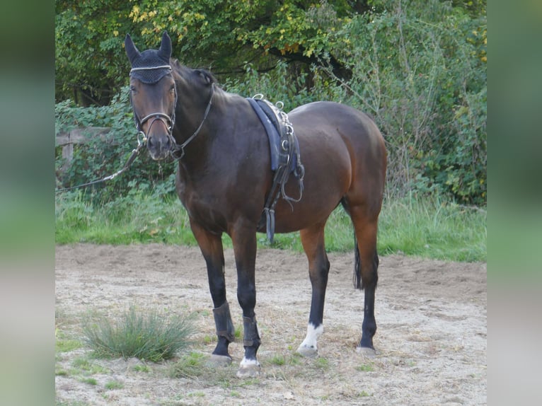 Württemberger Wallach 16 Jahre 164 cm Brauner in Bachern