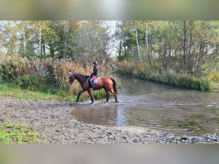 Württemberger Wallach 16 Jahre 167 cm Brauner in Lauchringen