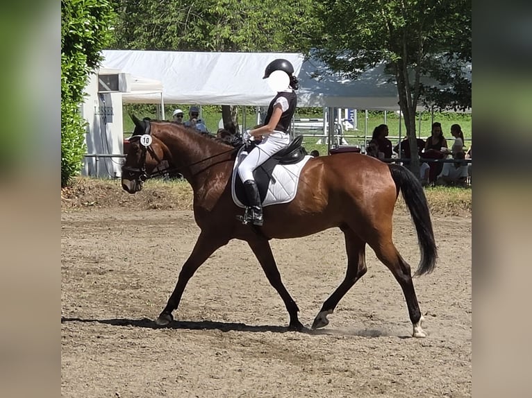Württemberger Wallach 16 Jahre 167 cm Brauner in Lauchringen