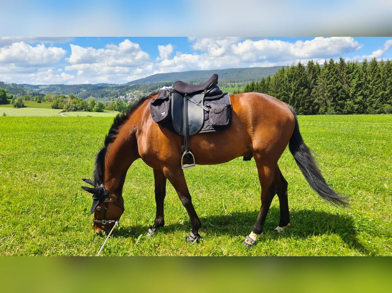 Württemberger Wallach 16 Jahre 167 cm Brauner in Lauchringen
