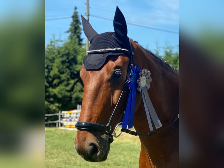 Württemberger Wallach 16 Jahre 168 cm Brauner in Uhlstädt Kirchhasel