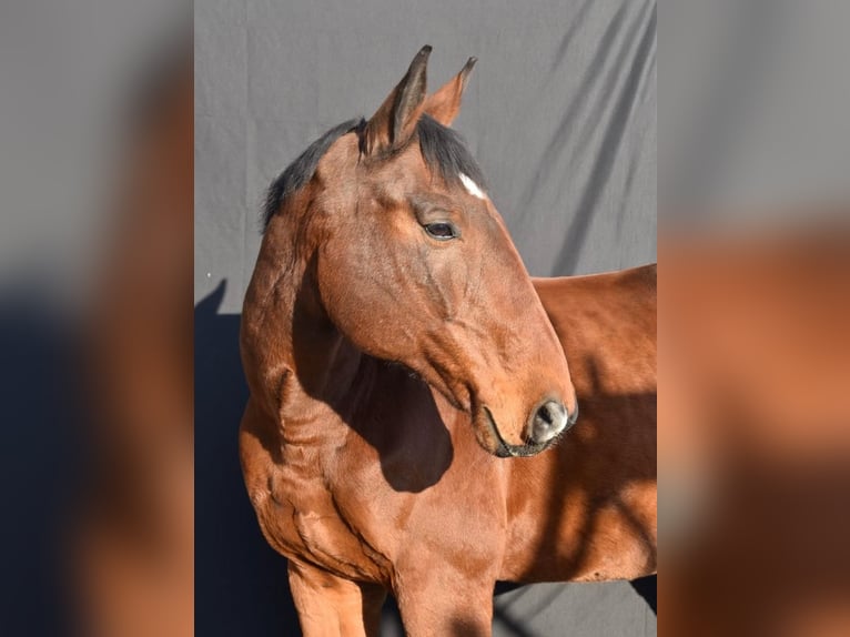 Württemberger Wallach 16 Jahre 168 cm Brauner in Uhlstädt Kirchhasel