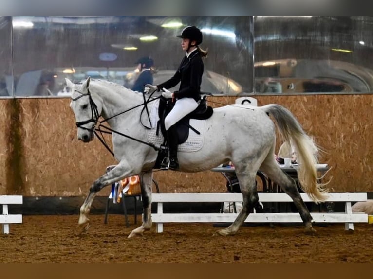 Württemberger Wallach 16 Jahre 168 cm Schimmel in Wuppertal