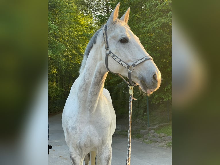 Württemberger Wallach 16 Jahre 168 cm Schimmel in Wuppertal