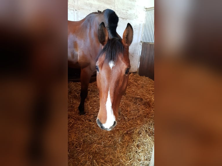Württemberger Wallach 16 Jahre 172 cm Brauner in Aalen