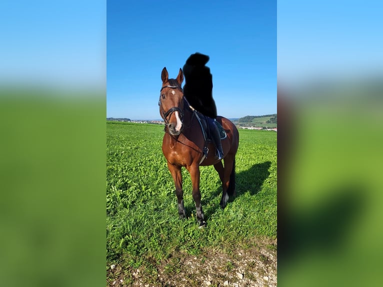 Württemberger Wallach 16 Jahre 172 cm Brauner in Aalen