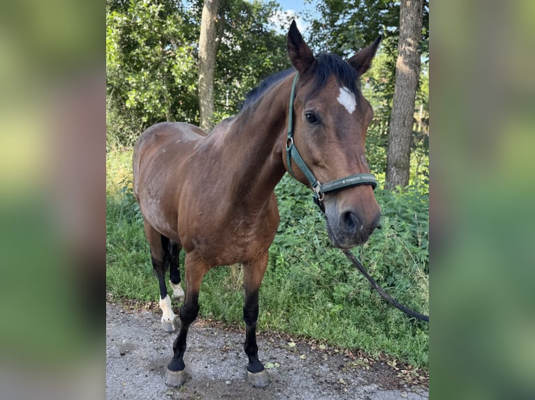 Württemberger Wallach 16 Jahre 172 cm Brauner in Rudersberg