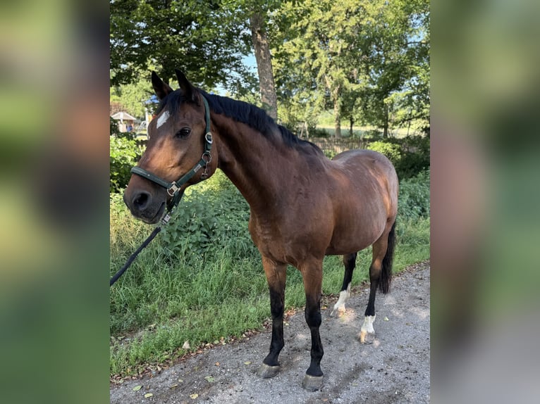 Württemberger Wallach 16 Jahre 172 cm Brauner in Rudersberg