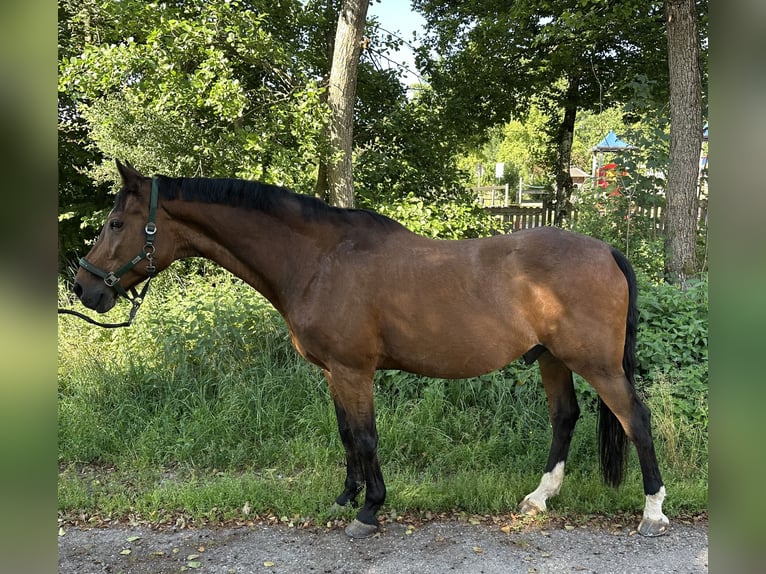 Württemberger Wallach 16 Jahre 172 cm Brauner in Rudersberg