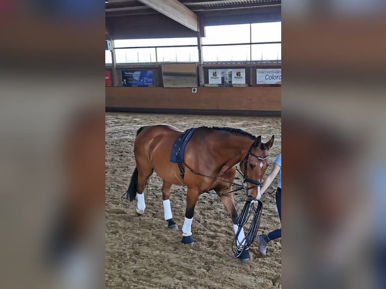 Württemberger Wallach 16 Jahre 172 cm Brauner in Aalen