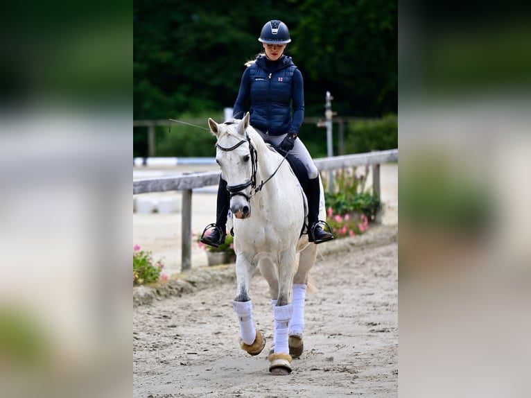 Württemberger Wallach 16 Jahre 172 cm Schimmel in Wuppertal