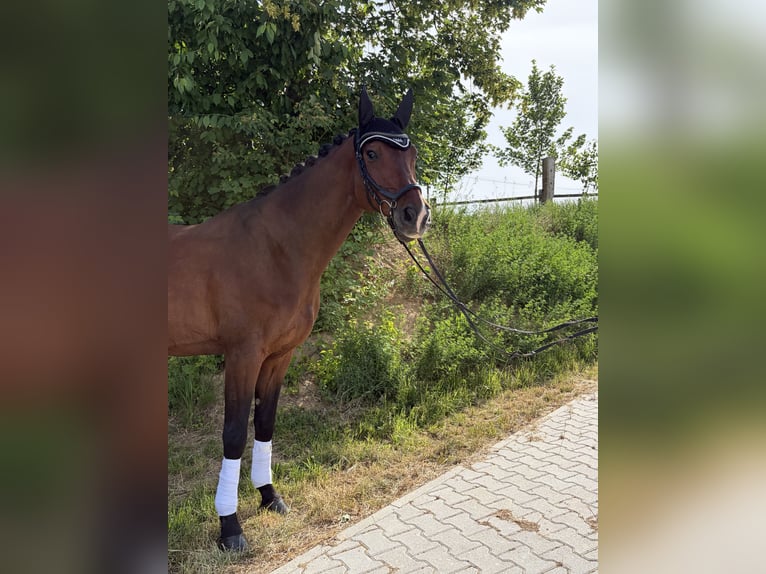 Württemberger Wallach 17 Jahre 167 cm Brauner in Eppingen