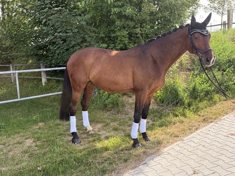 Württemberger Wallach 17 Jahre 167 cm Brauner in Eppingen