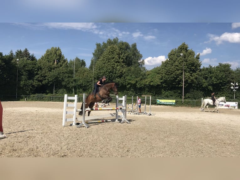 Württemberger Wallach 17 Jahre 170 cm Brauner in Westendorf